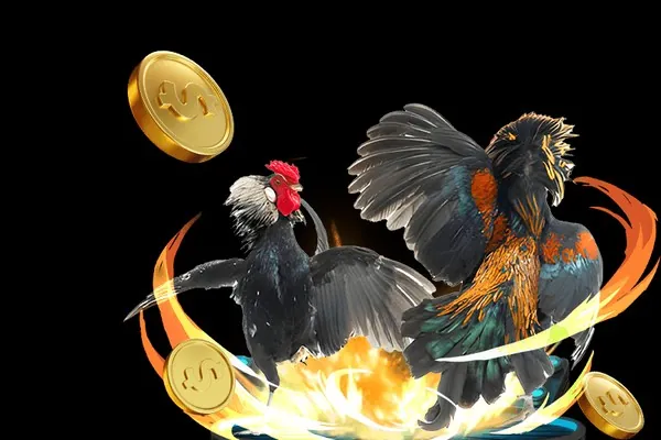 Luật chơi đá gà cơ bản